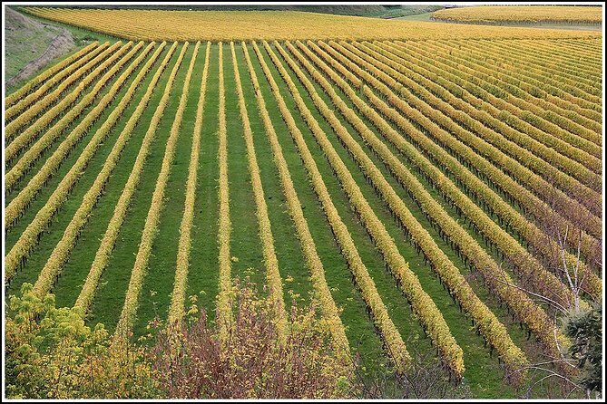 Small Group - Half-Day Hawke's Bay Winery Tour - In-Depth Review of the Hawkes Bay Winery Tour