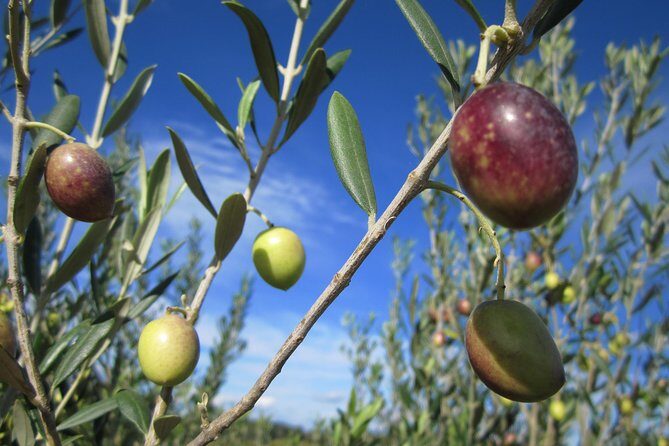 Small-Group Half-Day Languedoc Wine and Olive Tour from Montpellier - Why Travelers Love This Tour