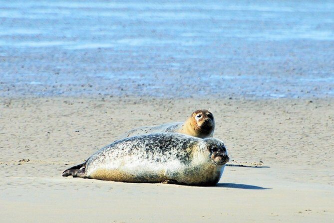 Small Group Half Day Seal Safari at UNESCO Site Waddensea from Amsterdam - An In-Depth Look at the Seal Safari Experience