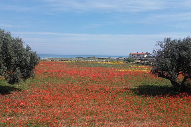 Small Group Half Day Tour of POLIGNANO a MARE and MONOPOLI - A Detailed Look at the Tour Experience