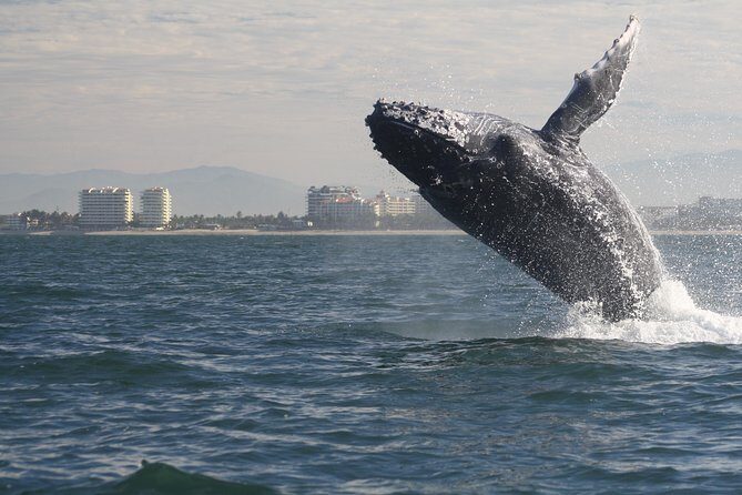 Small-Group Half-Day Whale-Watching Tour in Puerto Vallarta - Discovering Puerto Vallarta’s Whale-Watching Experience