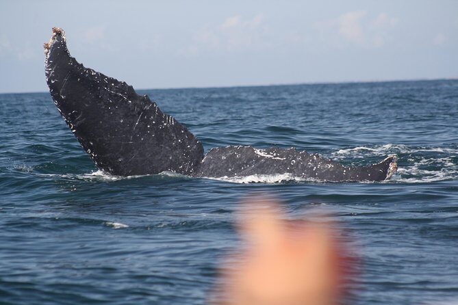 Small-Group Half-Day Whale-Watching Tour in Puerto Vallarta - What to Expect on the Tour