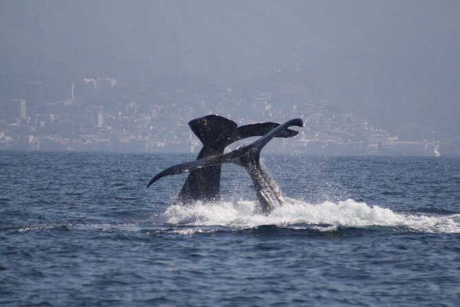 Small-Group Half-Day Whale-Watching Tour in Puerto Vallarta - Authentic Encounters with Whales and Nature
