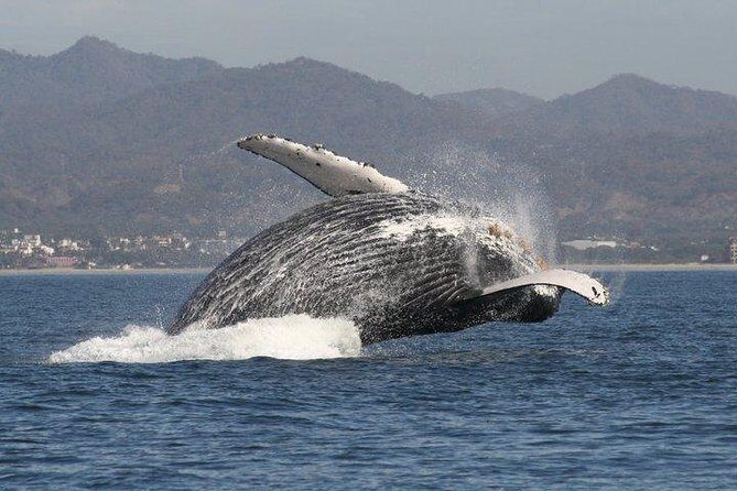Small-Group Half-Day Whale-Watching Tour in Puerto Vallarta - Who Will Love This Tour?