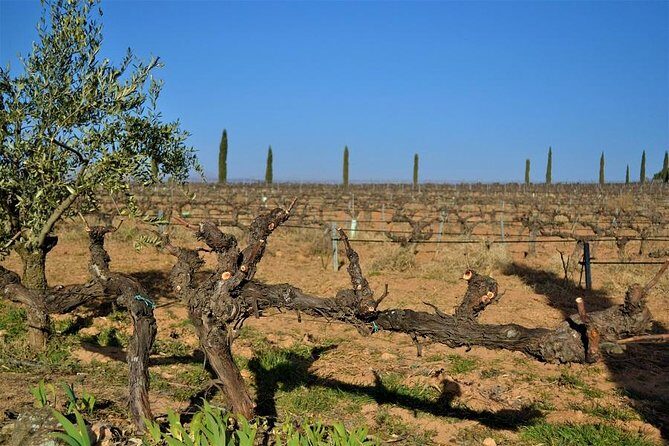 Small Group - Half-Day Wine Tour - The Experience in Detail