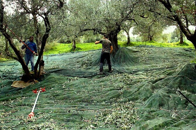 Small-Group Honey & Extra Virgin Olive Oil Tasting Tour in Crete - Who Will Love This Tour?