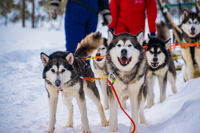 Small-Group Husky Mushing Experience in Rovaniemi - Small-Group Husky Mushing Experience in Rovaniemi: An Authentic Arctic Adventure