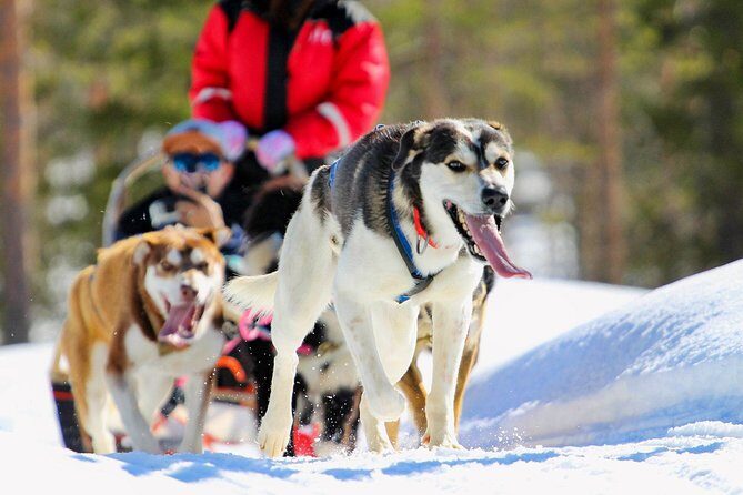 Small-Group Husky Mushing Experience in Rovaniemi - A Deep Dive into the Husky Mushing Experience