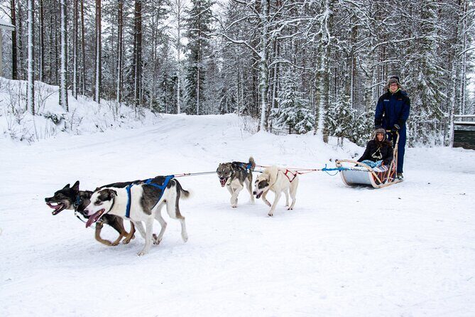 Small-Group Husky Mushing Experience in Rovaniemi - The Sum Up: Who Is This Tour Best For?