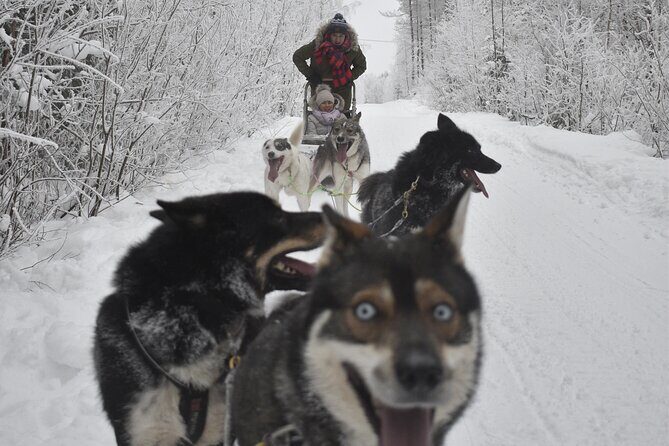 Small-Group Husky Mushing Experience in Rovaniemi - FAQ: Your Questions Answered