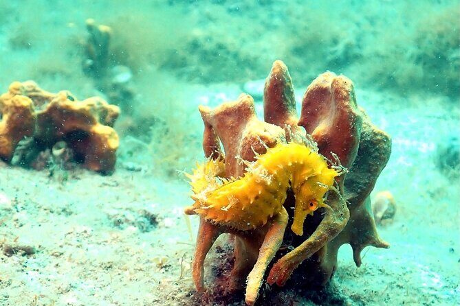Small-Group Introductory Scuba Diving in Pula - Dive into Pula: An Underwater Introduction for Curious Travelers