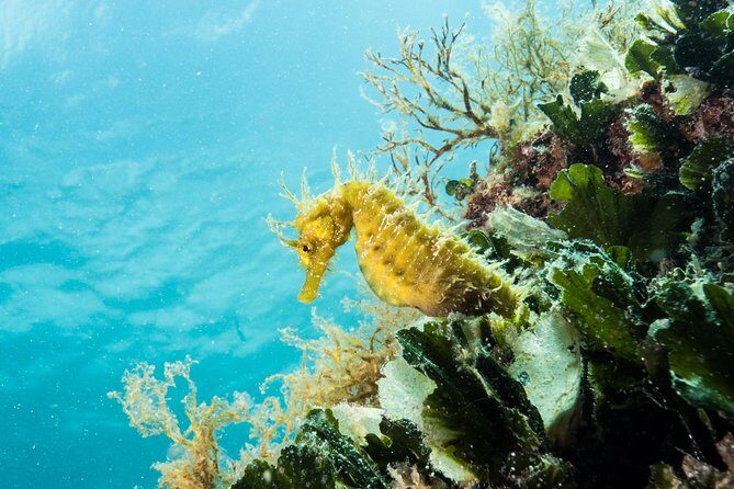 Small-Group Introductory Scuba Diving in Pula - The Guide and Group Dynamics