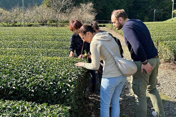 Small Group Japanese Green Tea Tasting in Shizuoka - Key Points