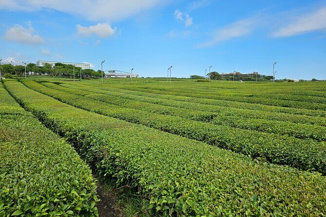 Small group Jeju private Full-Day Tour of East and South and West - What Youll Experience