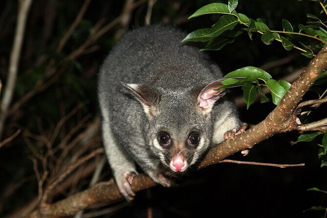 Small Group Kangaroo Island Evening and Night Tour - In-Depth Review of the Kangaroo Island Night Tour