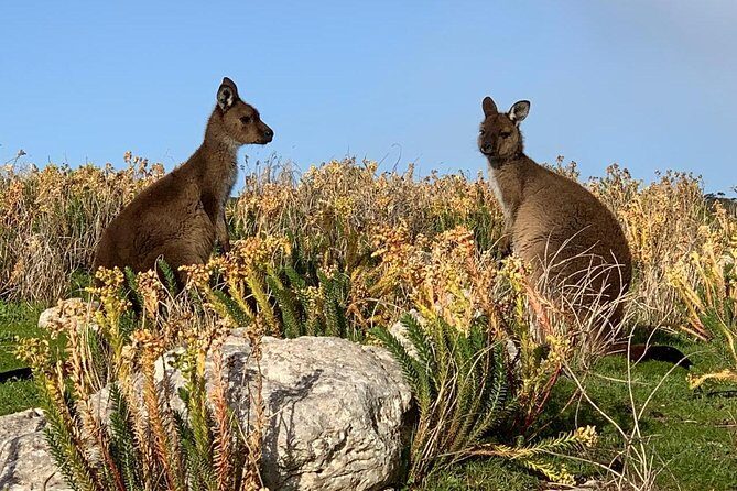 Small Group Kangaroo Island Tour - Seal Bay - The Sum Up