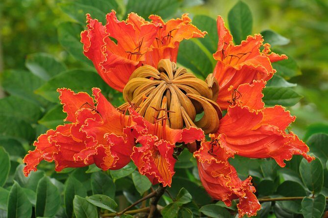 Small-Group Luxury Tour: Road to Hana and Ka'eleku Cavern Day Trip - FAQ