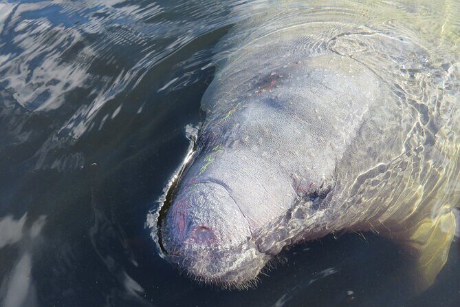 Small Group Manatee Discovery Kayak Tour near Orlando - Why This Tour Offers Great Value