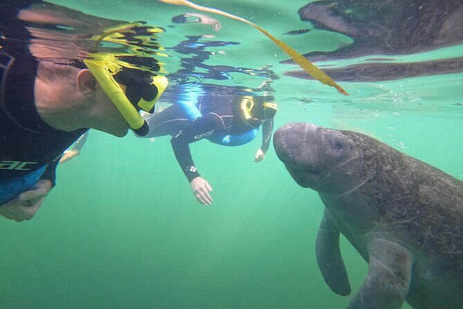 Small Group Manatee Swim Tour With Free Photos - Who Will Love This Tour?