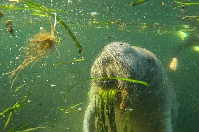 Small Group Manatee Swim Tour With Free Photos - Final Thoughts