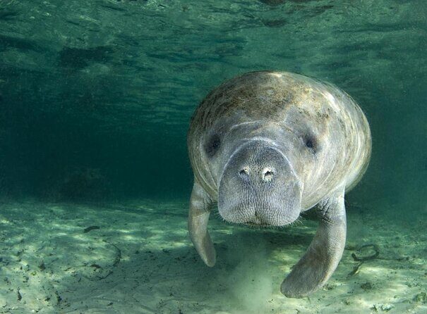 Small group Manatee Tour with In-Water Divemaster/Photographer - Crystal River Manatee Tour: An Up-Close Encounter with Florida’s Gentle Giants