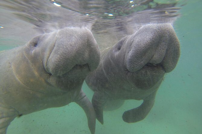 Small group Manatee Tour with In-Water Divemaster/Photographer - Why This Tour Offers Great Value