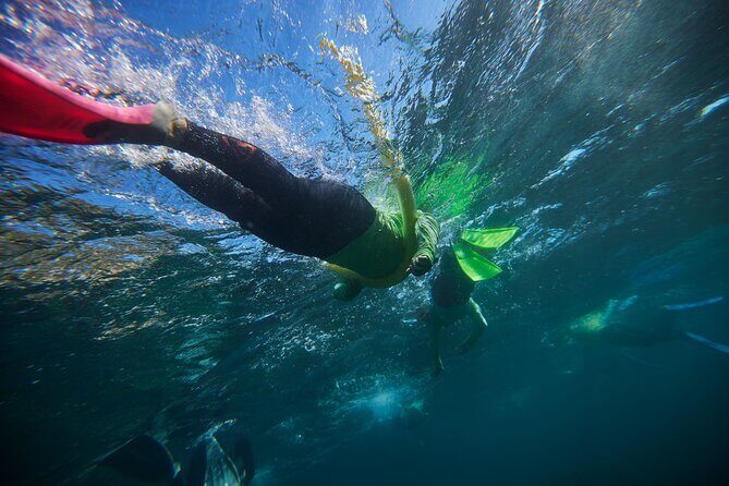 Small Group Manly Snorkel Tour and Nature Walk with Local Guide - Small Group Manly Snorkel Tour and Nature Walk with Local Guide