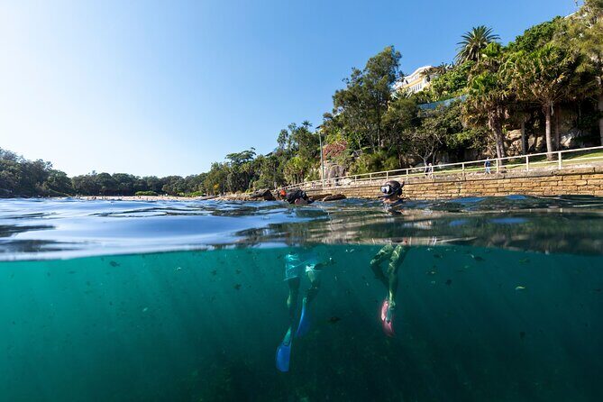 Small Group Manly Snorkel Tour and Nature Walk with Local Guide - Key Points