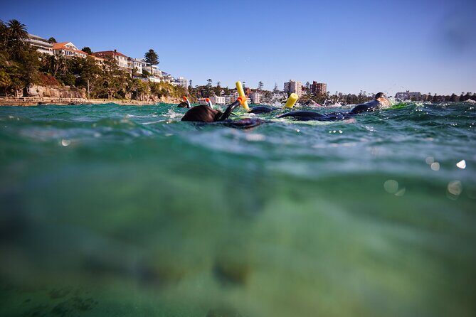 Small Group Manly Snorkel Tour and Nature Walk with Local Guide - The Real Value of This Tour