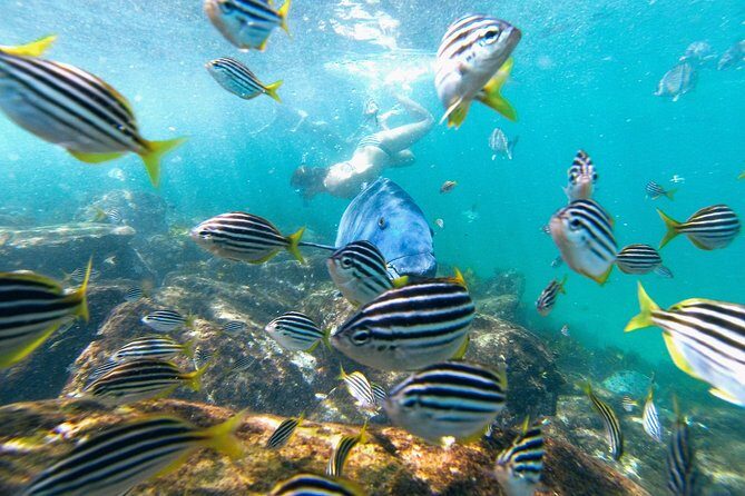 Small Group Manly Snorkel Tour and Nature Walk with Local Guide - The Sum Up: Is It Worth It?