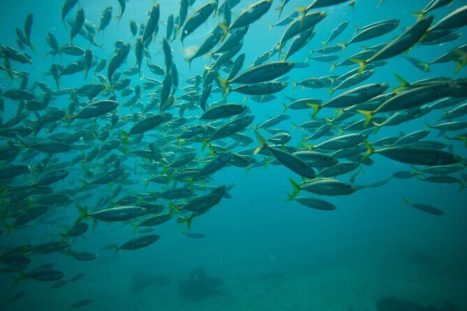Small Group Manly Snorkel Tour and Nature Walk with Local Guide - FAQ