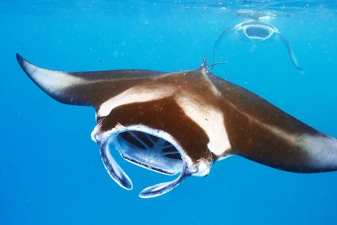 Small-Group Manta Ray Night Snorkel from Kona - Who Will Love This Tour?