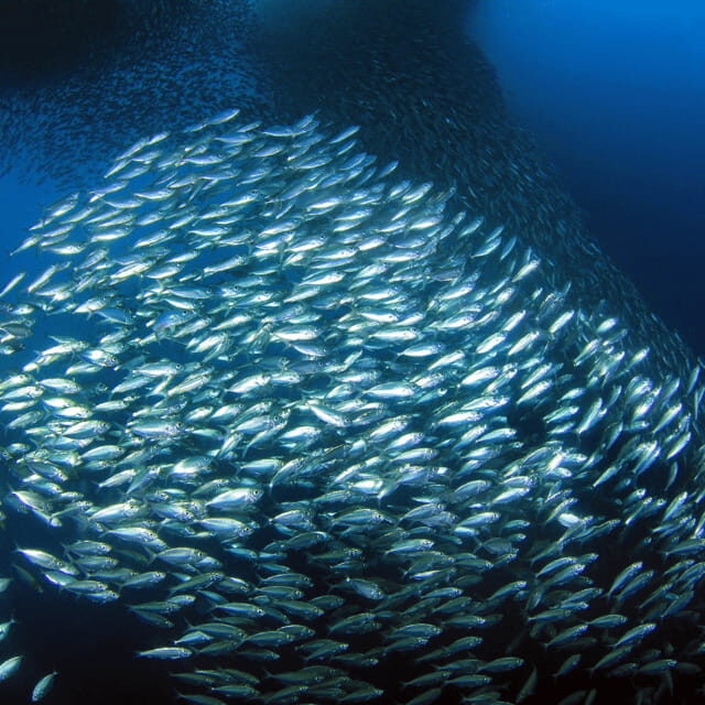 Small Group Moalboal and Badians Ultimate Adventure Tour - The Sum Up