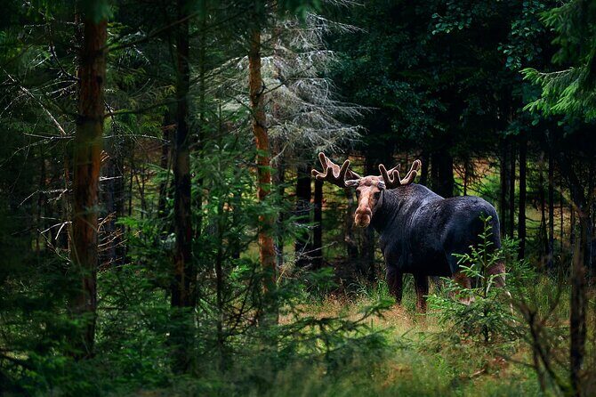 Small-Group Moose Wild Safari from Rovaniemi - Discover the Majesty of Finnish Forests with a Small-Group Moose Safari from Rovaniemi