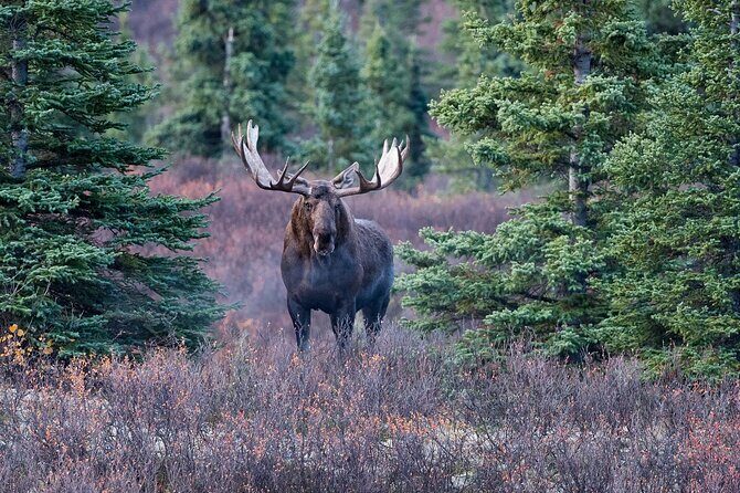 Small-Group Moose Wild Safari from Rovaniemi - Key Points