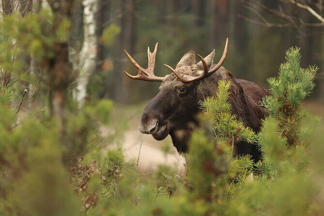 Small-Group Moose Wild Safari from Rovaniemi - FAQ
