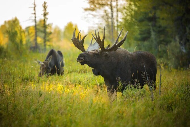 Small-Group Moose Wild Safari from Rovaniemi - Final Thoughts