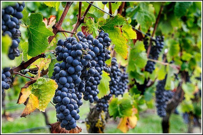 Small group - Napier, Wine and Beer Tour - 5.0 - 5.5 hours - Transportation and Group Dynamics