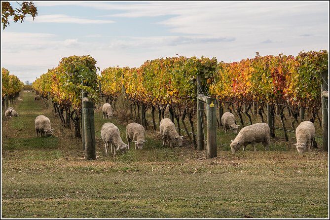 Small group - Napier, Wine, Beer & Cider Tour - 5.0 - 5.5 hours - Key Points