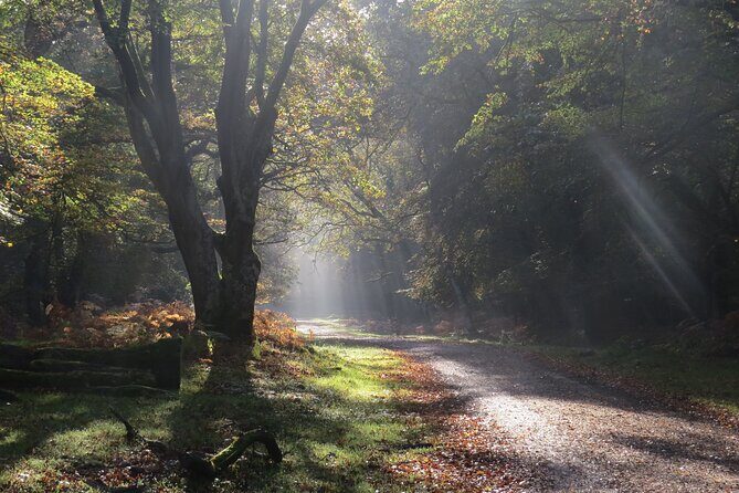 Small-group New Forest Discovery Walk from Lyndhurst - Small-group New Forest Discovery Walk from Lyndhurst