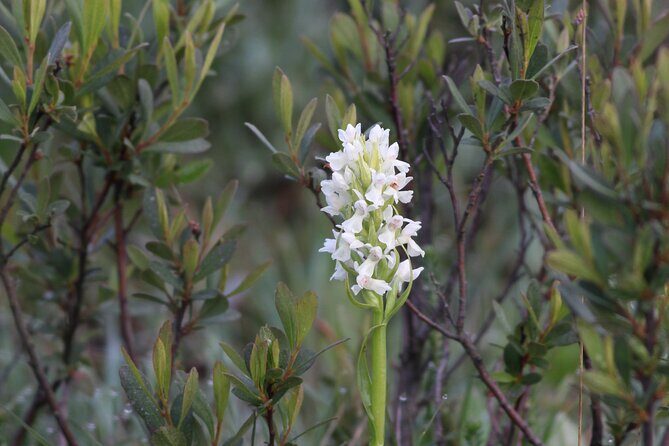 Small-group New Forest Discovery Walk from Lyndhurst - FAQ
