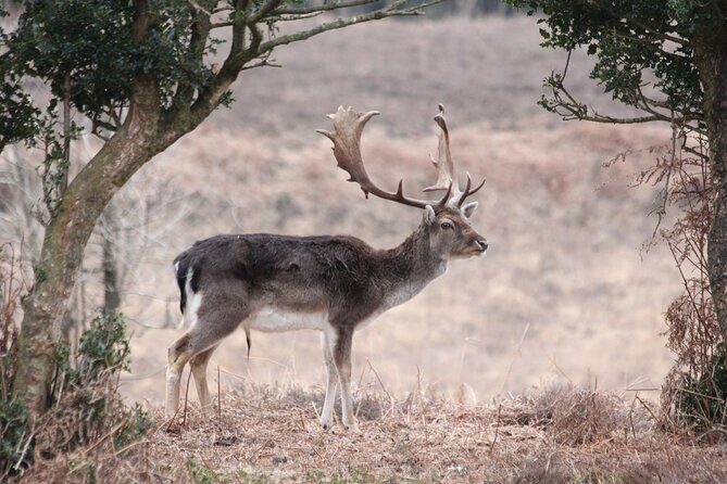 Small-group New Forest Discovery Walk from Lyndhurst - Final Thoughts