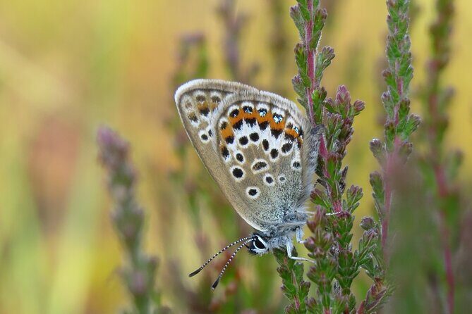 Small-group New Forest Discovery Walk from Lyndhurst - References