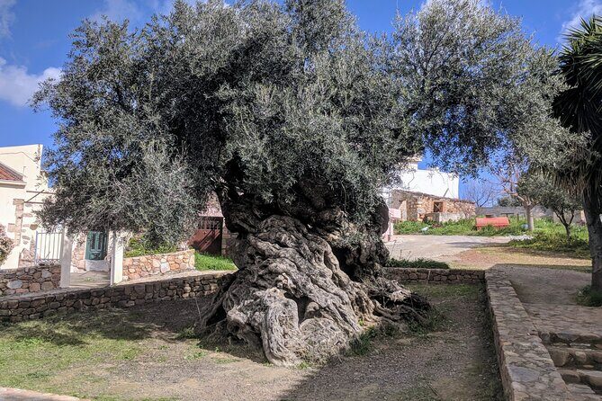 Small Group Olive Oil and Wine Tour with Light Lunch - Experience the Best of Crete’s Food and Drink on a Small-Group Olive Oil and Wine Tour