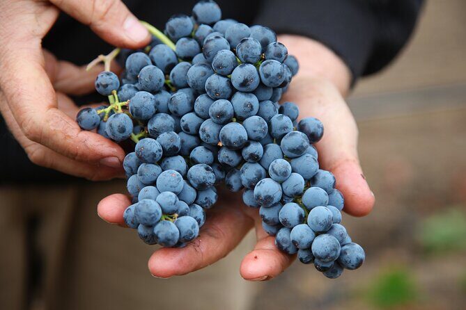 Small Group Olive Oil and Wine Tour with Light Lunch - Key Points