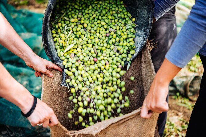 Small Group Olive Oil and Wine Tour with Light Lunch - Why This Tour Offers Great Value