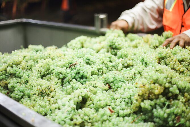 Small Group Olive Oil and Wine Tour with Light Lunch - A Highly Authentic and Enjoyable Day for Food and Wine Lovers