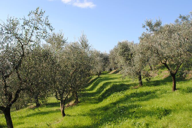 Small Group Olive Oil and Wine Tour with Light Lunch - Final Thoughts: Who Should Book This Tour?