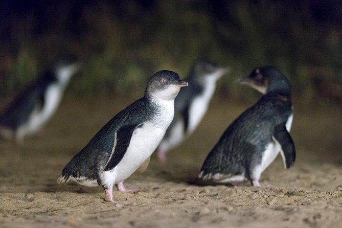 Small-Group Phillip Island Afternoon Day Trip from Melbourne - Who Would Love This Tour?