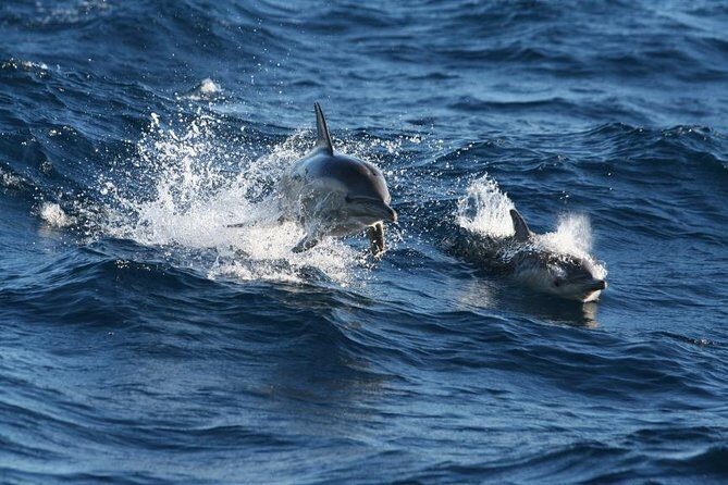 Small Group Port Stephens + Dolphins + 4WD/sandboarding ex Sydney - Practical Considerations